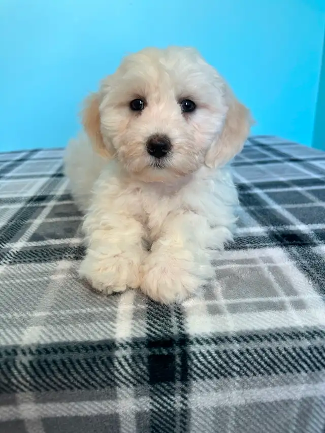 Malshi Puppies! (Shih Tzu/Maltese) - Photo 3