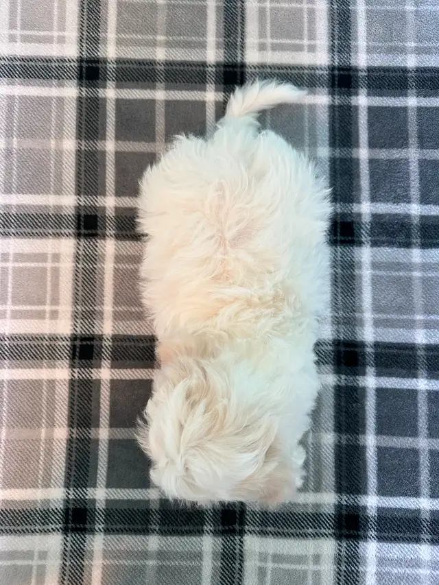 Malshi Puppies! (Shih Tzu/Maltese) - Photo 4