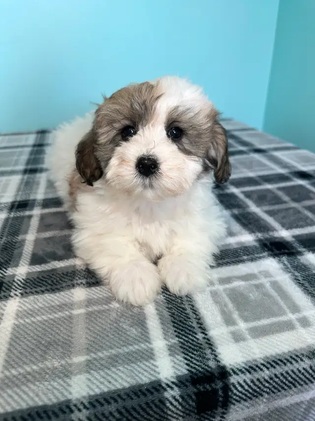 Malshi Puppies! (Shih Tzu/Maltese) - Photo 5