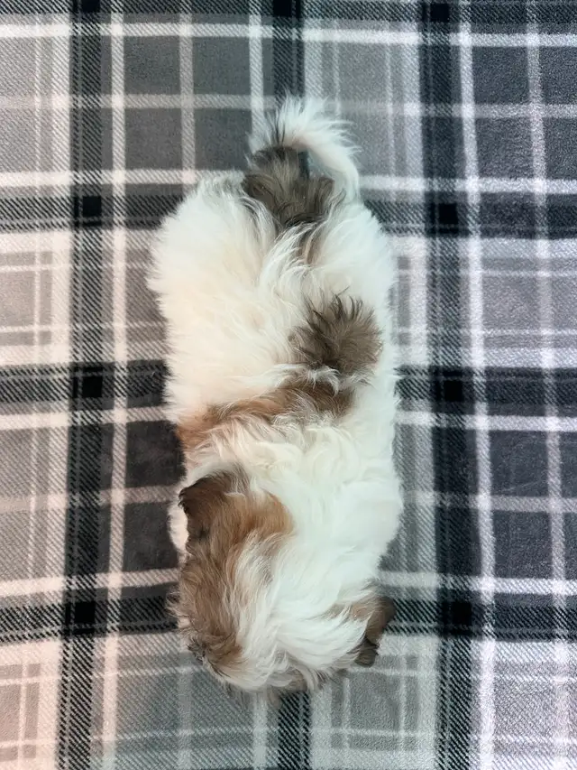 Malshi Puppies! (Shih Tzu/Maltese) - Photo 6