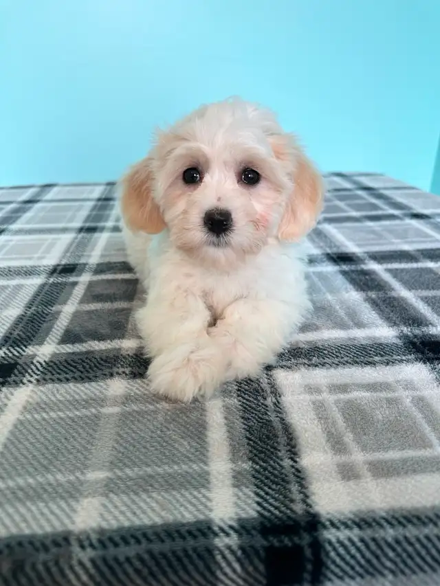 Malshi Puppies! (Shih Tzu/Maltese) - Photo 7