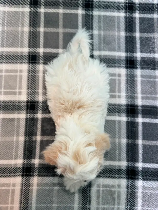 Malshi Puppies! (Shih Tzu/Maltese) - Photo 8
