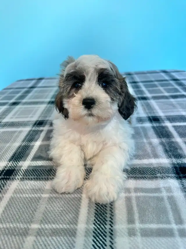 Malshi Puppies! (Shih Tzu/Maltese) - Photo 9