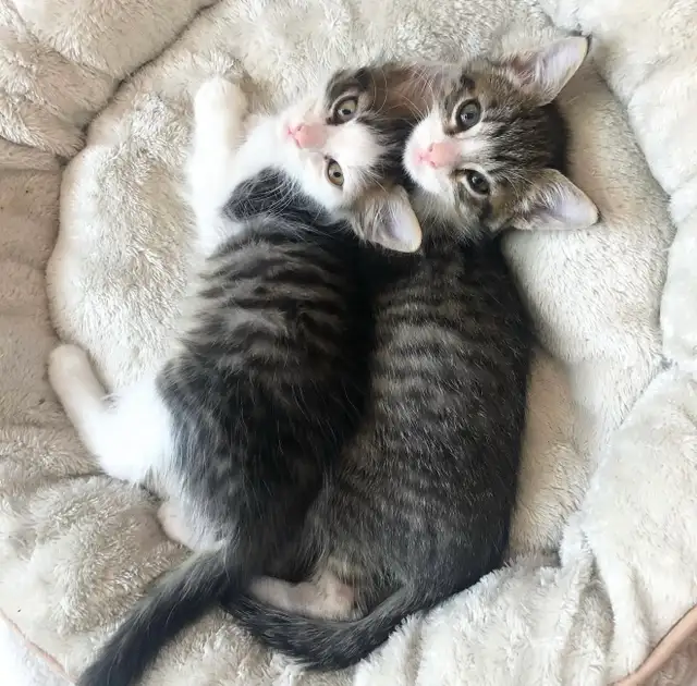 Vaccinated Russian Blue x Siberian Kittens