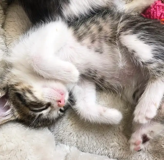 Vaccinated Russian Blue x Siberian Kittens - Photo 2