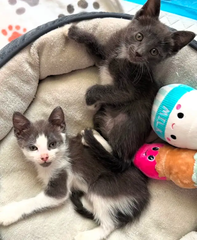 Vaccinated Russian Blue x Siberian Kittens - Photo 3