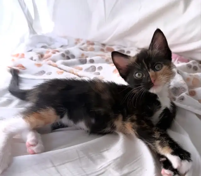 Vaccinated Russian Blue x Siberian Kittens - Photo 5