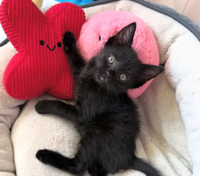 Vaccinated Russian Blue x Siberian Kittens - Photo 6