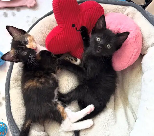 Vaccinated Russian Blue x Siberian Kittens - Photo 7