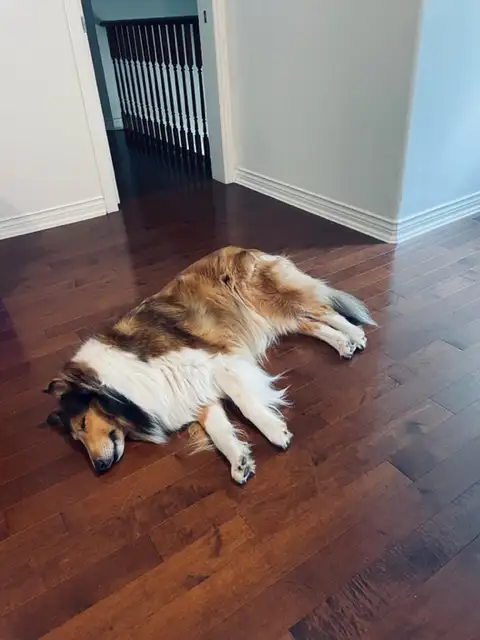 'Home away from Home' pet sitting