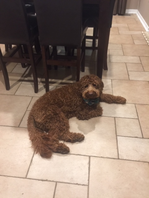 'Home away from Home' pet sitting - Photo 3