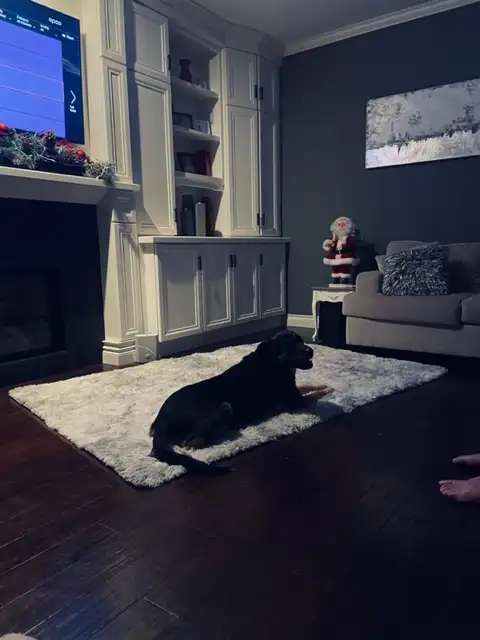 'Home away from Home' pet sitting - Photo 6