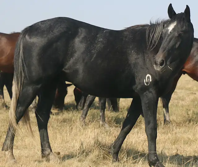 All around prospect. Just the right amount of working with speed