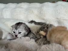 Polydactyl Ragdoll × British Longhair  Kittens
