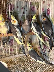 ❤️ Baby Cockatiel for sale HandFeeding ❤️