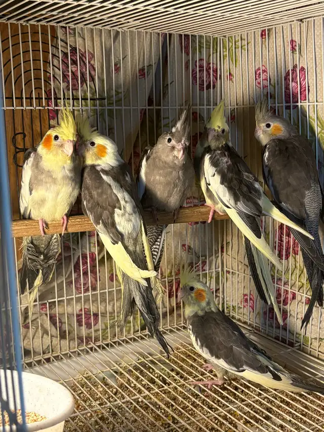 ❤️ Baby Cockatiel for sale HandFeeding ❤️ - Photo 2