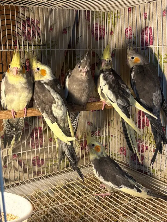 ❤️ Baby Cockatiel for sale HandFeeding ❤️ - Photo 3