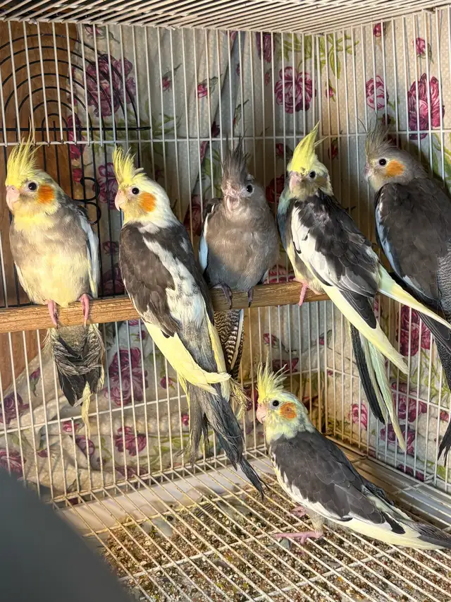 ❤️ Baby Cockatiel for sale HandFeeding ❤️ - Photo 4