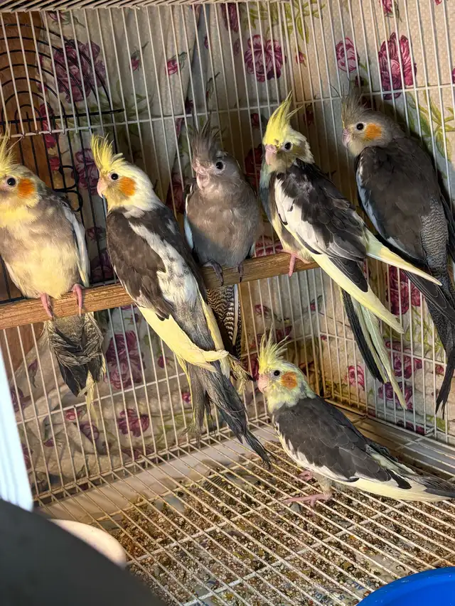 ❤️ Baby Cockatiel for sale HandFeeding ❤️ - Photo 5