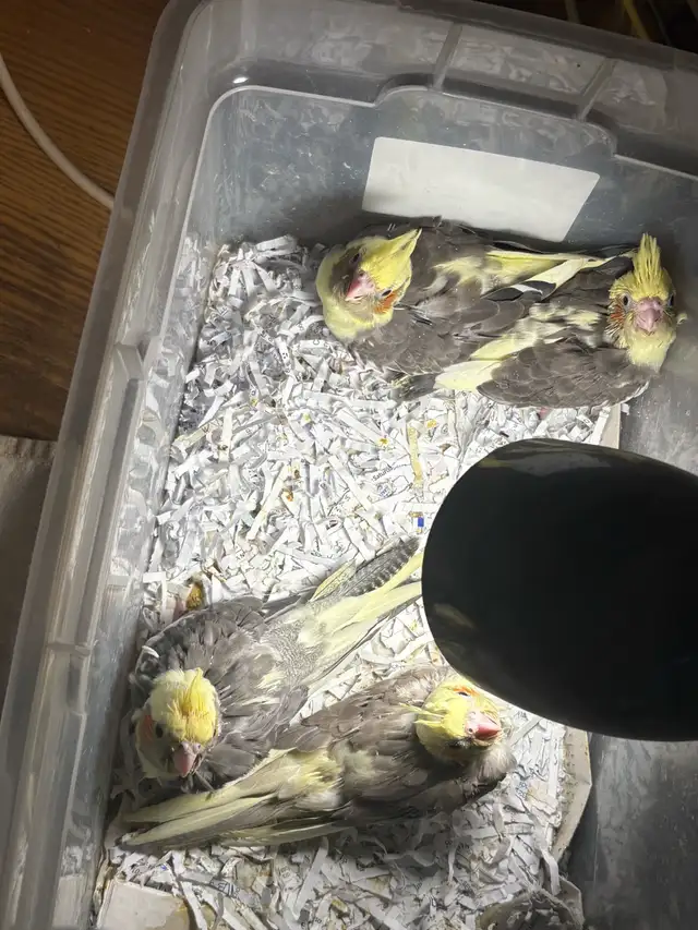 ❤️ Baby Cockatiel for sale HandFeeding ❤️ - Photo 8