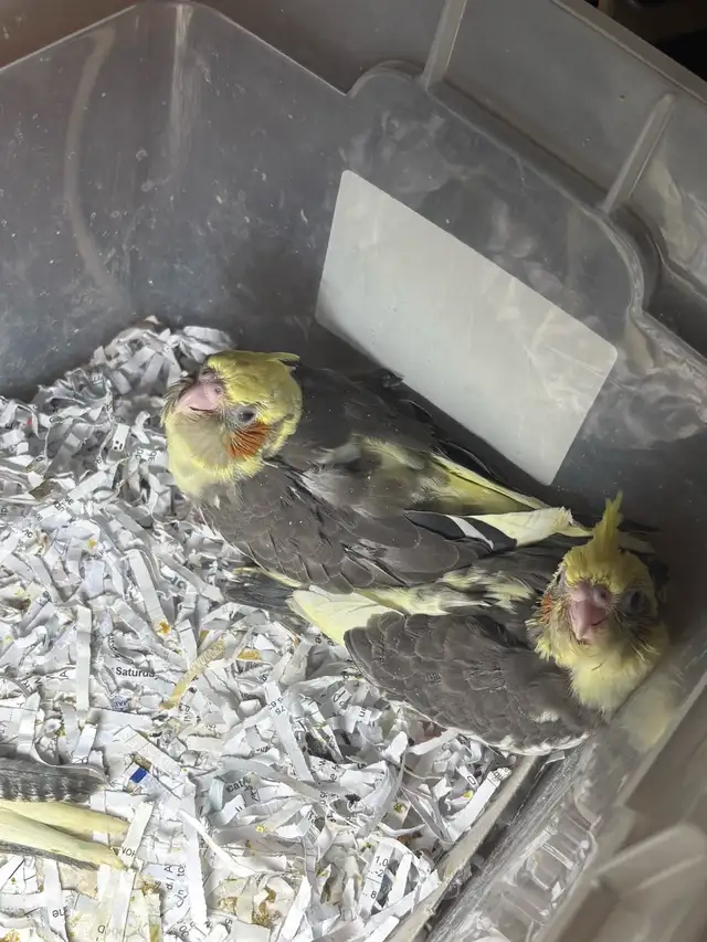 ❤️ Baby Cockatiel for sale HandFeeding ❤️ - Photo 9