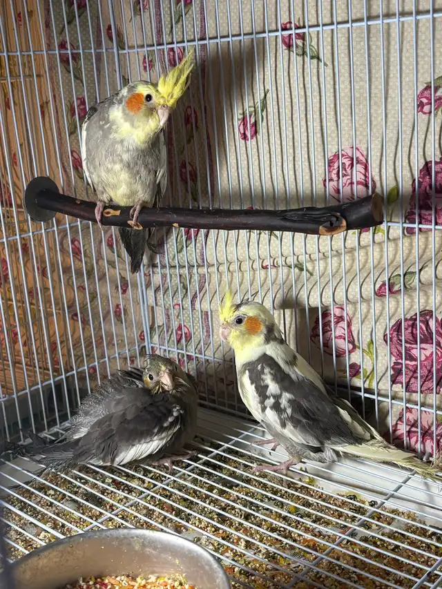 ❤️ Baby Cockatiel for sale HandFeeding ❤️ - Photo 10