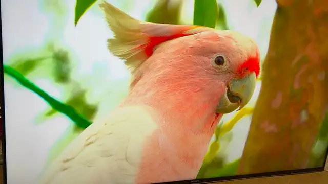 A GRADE Sony XBR-55X950H 55' X950H Smart LED 4K UHD TV, HDR - Photo 6