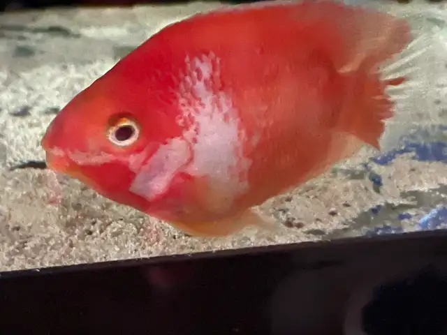 Red and white parrot