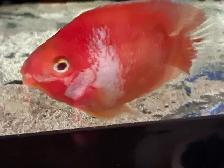 Red and white parrot