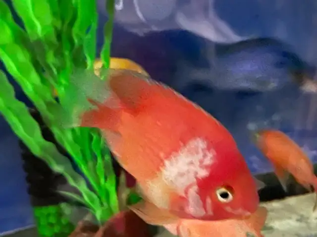 Red and white parrot - Photo 2