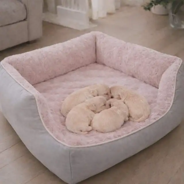 Magnifique chiots maltipoo