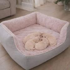 Magnifique chiots maltipoo