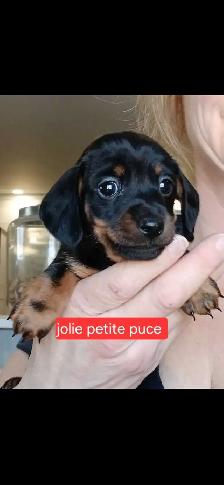 teckel miniature 8 livres