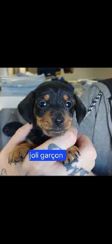 teckel miniature 8 livres - Photo 2