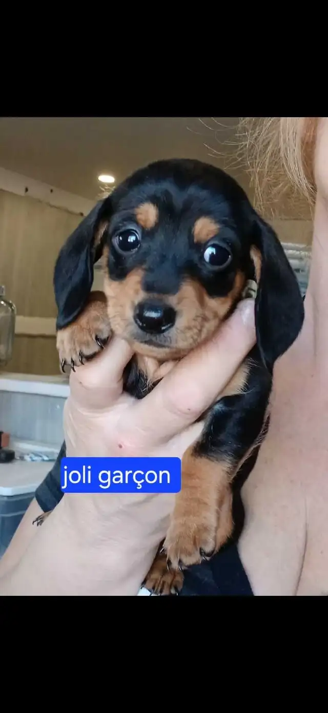 teckel miniature 8 livres - Photo 3