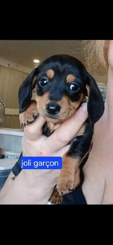 teckel miniature 8 livres - Photo 3