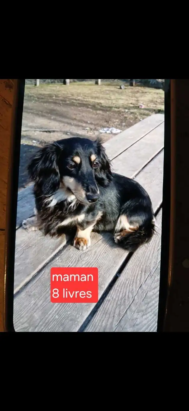 teckel miniature 8 livres - Photo 4