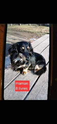 teckel miniature 8 livres - Photo 4