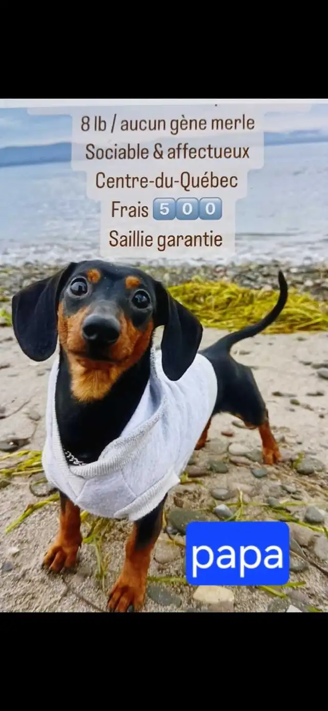 teckel miniature 8 livres - Photo 5