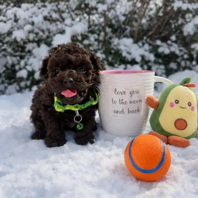 Caniche toy Toy poodle 5lbs adulte