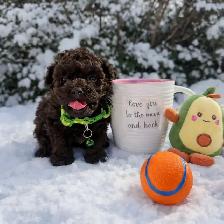 Caniche toy Toy poodle 5lbs adulte