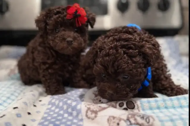 Caniche toy Toy poodle 5lbs adulte - Photo 2