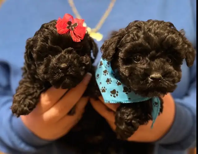 Caniche toy Toy poodle 5lbs adulte - Photo 3