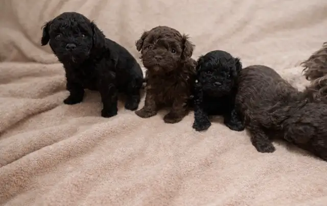 Caniche toy Toy poodle 5lbs adulte - Photo 4