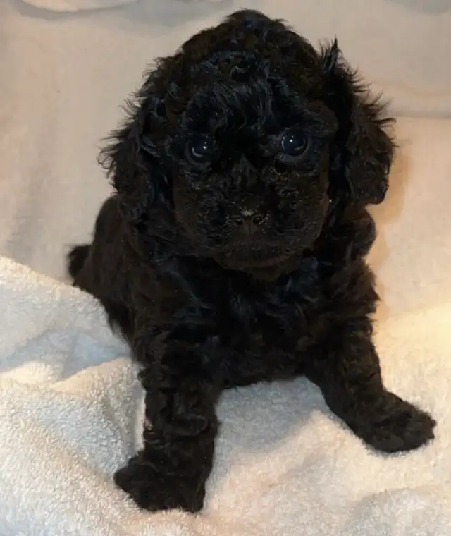 Caniche toy Toy poodle 5lbs adulte - Photo 5
