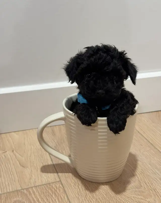 Caniche toy Toy poodle 5lbs adulte - Photo 6