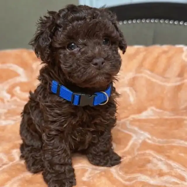 Caniche toy Toy poodle 5lbs adulte - Photo 7