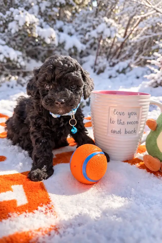 Caniche toy Toy poodle 5lbs adulte - Photo 8