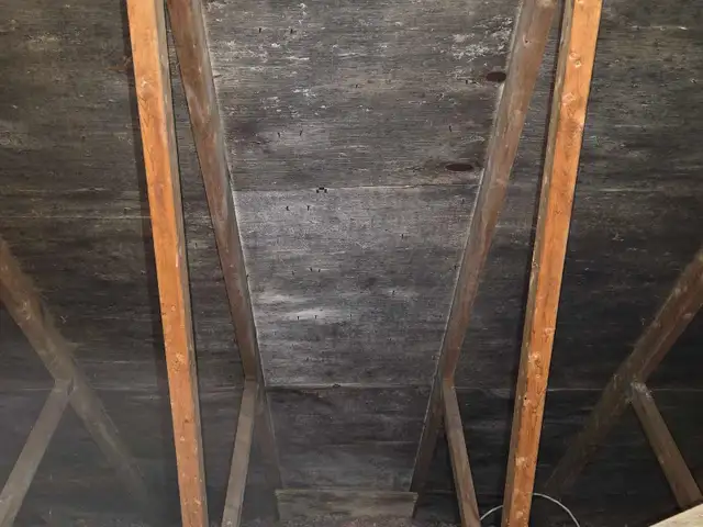 Black Mold Taking Over Your Attic?