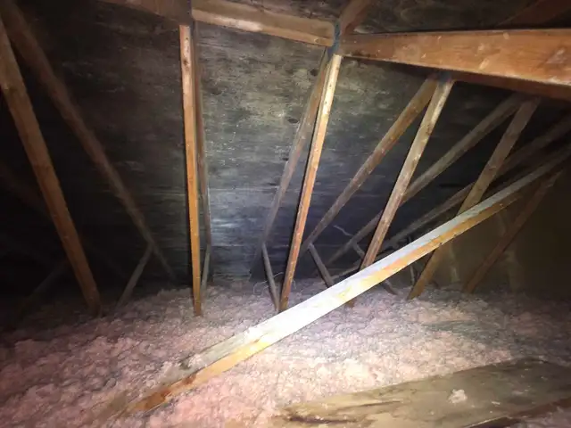 Black Mold Taking Over Your Attic? - Photo 3